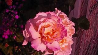 Version 3 of the video