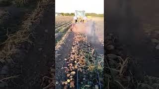 Early Potato in Azagra (Navarra).