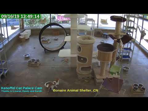 video editing software free Animal Shelter Bonaire Live Stream
