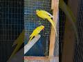 Yellow Ring Neck Parrots Breeding Pair 🌟