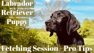 British Labrador Retriever - Fetching Session Pro Tips