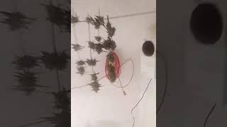 harvest of my 5 auto flowers