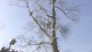Rigging big Beech tree...