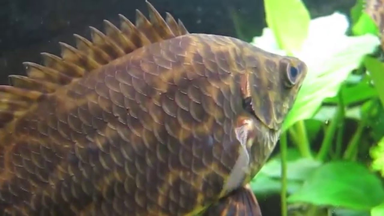 Леопардовые Ктенопомы 2 / Ctenopoma acutirostre 2