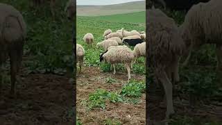 Ankara Haymana Esenköy