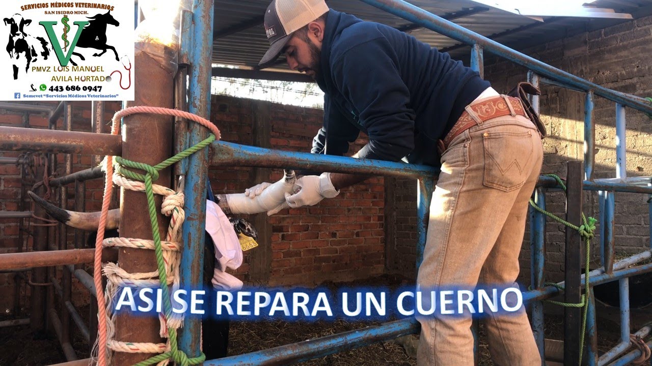 ASI SE RECONSTRUYE UN CUERNO, HASTA O PITON DE TORO DE LIDIA