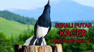 SUARA BURUNG KACER NGEPLONG MERDU, AMPUH UNTUK PANCINGAN KACER BAHAN CEPAT GACOR