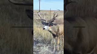 #DeerHunting #VIPHunting #HuntingAdventure #WildHunting #ProHunter #ForestHunting #MountainHunting