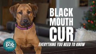 Black Mouth Cur  Guide for Cur Dog Owners