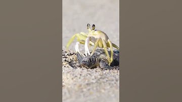 Thumbnail of Sand Crab Eat Small Turtle At Sea
