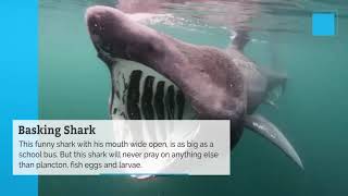 The biggest marine animals by Wild Nature and Travels 2 views 4 years ago 1 minute, 30 seconds