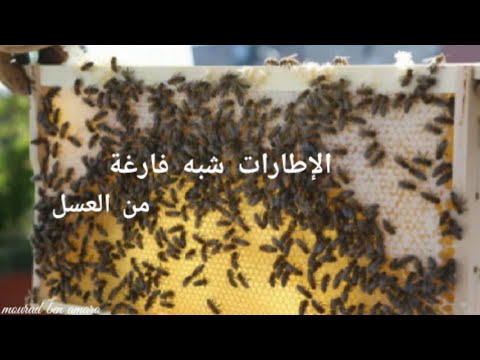 لماذا النحل لا يعمل على تخزين العسل الأسباب إرشادات في تربية النحل