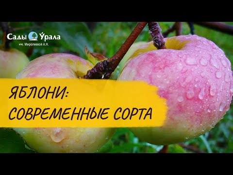 Яблони: видеообзор сортов из каталога