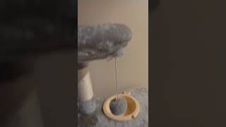 Heybly Cat Tree Cat Tower for Indoor Cats Multi-Level Cat Furniture Condo with Feeding Bowl