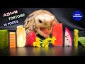 Asmr tortue mangeant 10 aliments mukbang 142