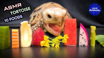 ASMR Mukbang Eating 10 Foods ✨ Turtle Tortoise 142