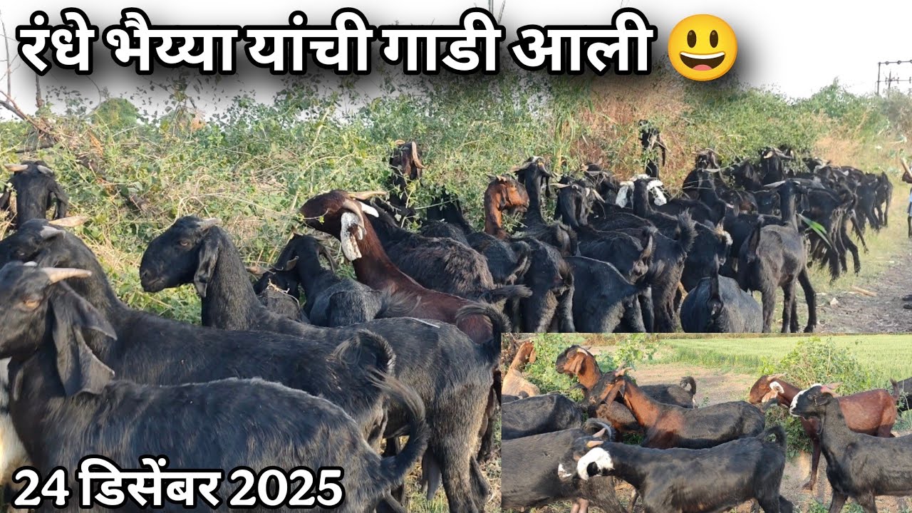 रंधे भैय्या ची गाडी आली लवकर संपर्क करा 😃8766931408