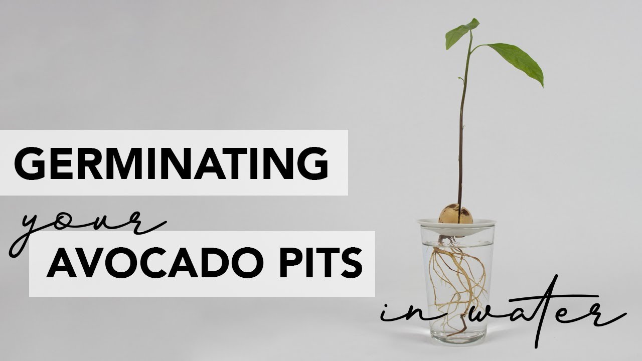 How to germinate avocado pits to grow into plants, super simple method