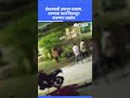 Pandharpur news: कोयत्याची भीती, लाकडी दांडक्याने टोळक्याची तरुणाला बेदम मारहाण | Video Viral