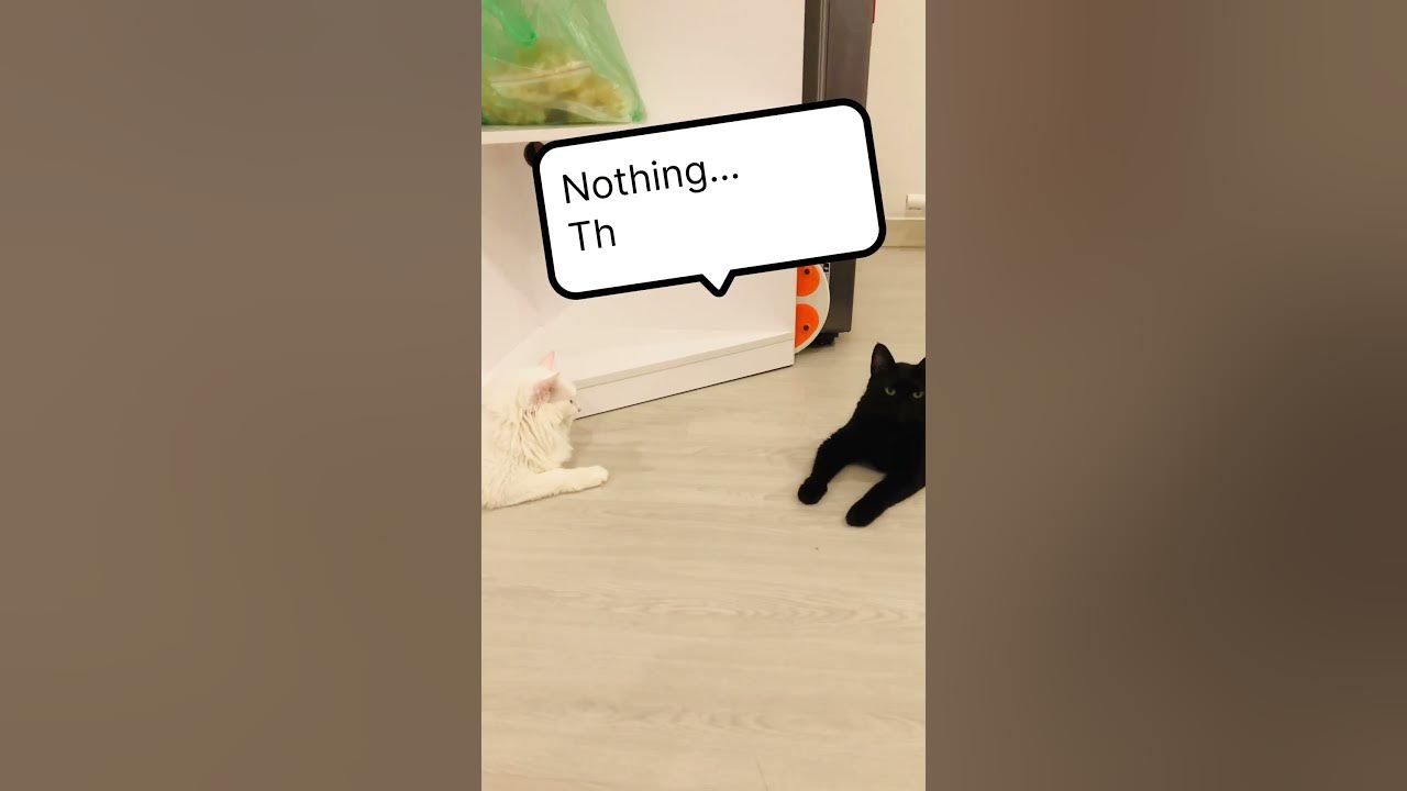 what-do-sprinters-eat-before-a-race-funny-cats-funny-jokes-youtube