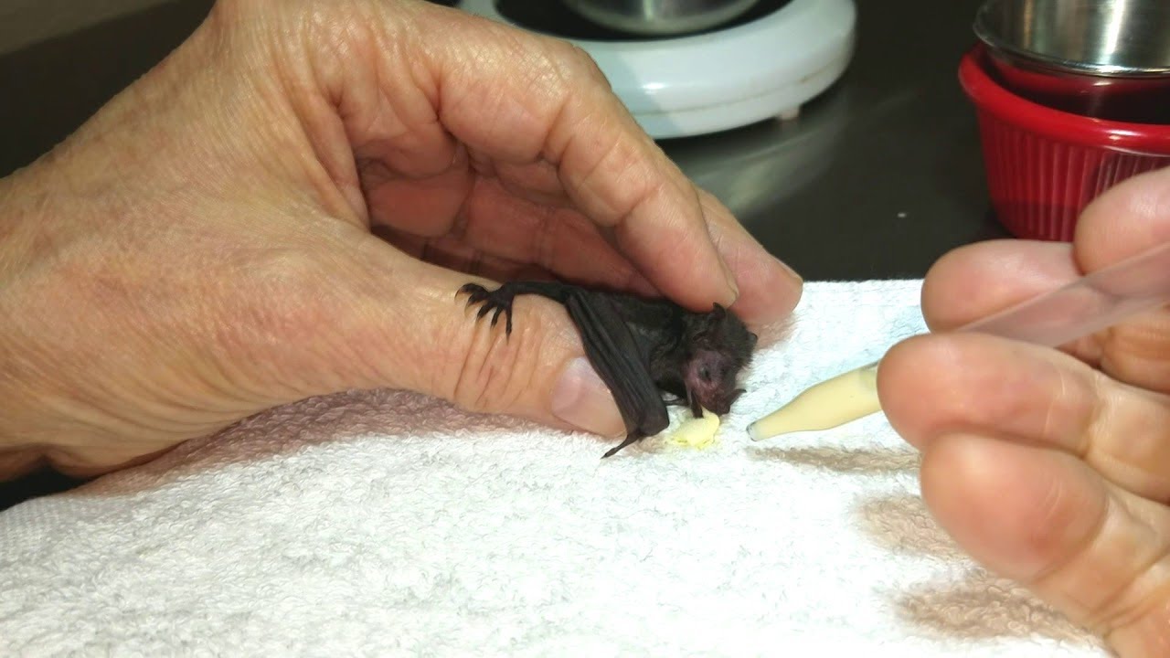 Abandoned Baby Bat Gets Hand Fed ViralHog YouTube