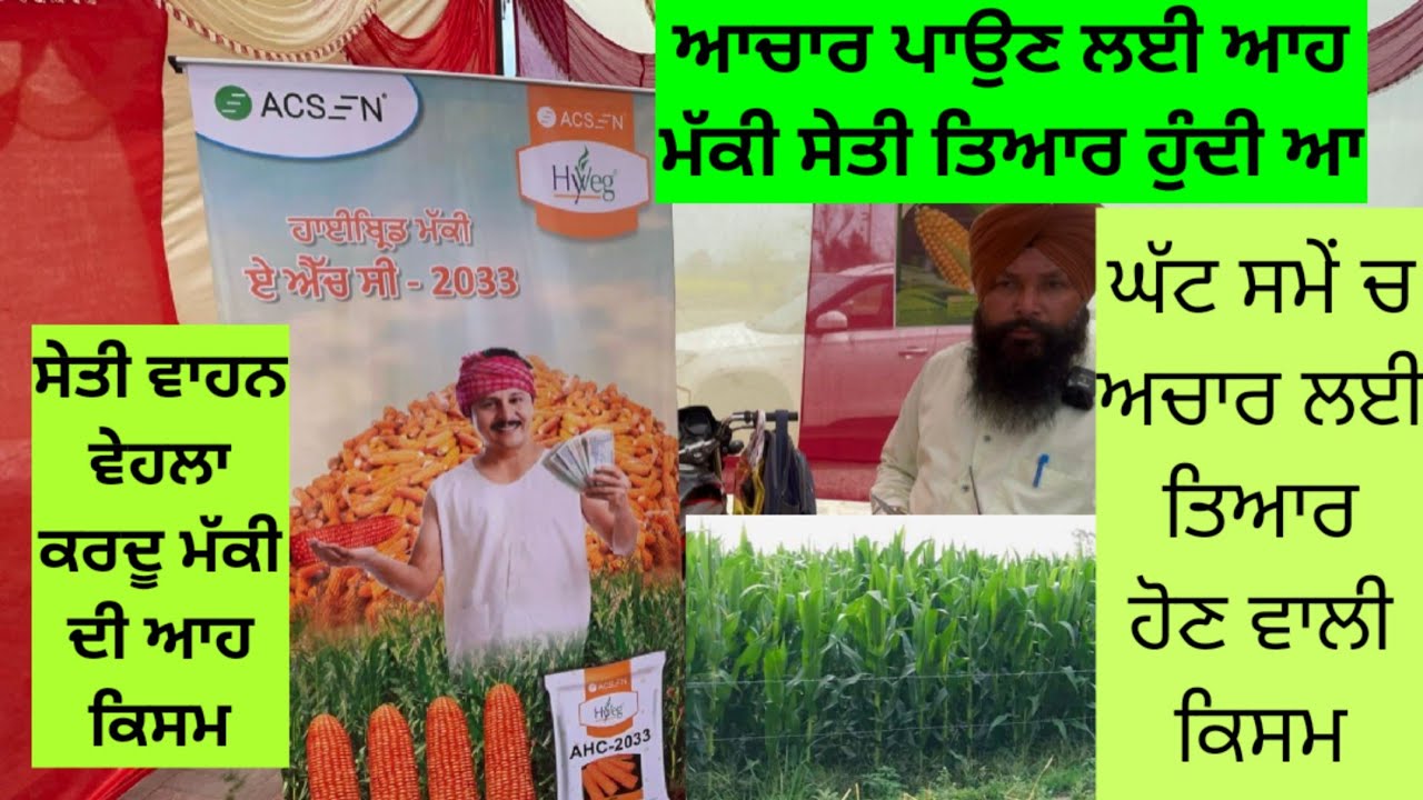 ਮੱਕੀ ਦਾ ਅਚਾਰ ਪਾਉਣ ਲਈ ਕੰਪਨੀ ਕਹਿੰਦੀ ਵੀ ਆਹ ਕਿਸਮ ਵਦੀਆ ਰਹੇ