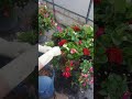 ハンギングバスケット夏秋用制作中🏵盛岡市に設置しますよー　#ハンギングバスケット