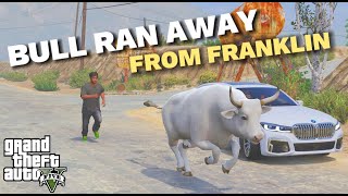 BULL RAN AWAY FROM FRANKLIN | BULL BHAG GAYA FRANKLIN SE | MR BLUE PLAYER | GTA 5 STORIES.