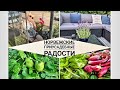 Норвежские приусадебные радости🏡🥬🍅🥒🌺🐝