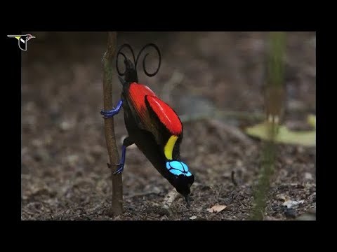 مؤثر جدا أحمد العجمى ح ت ى إ ذ ا ج اء أ ح د ه م ال م و ت ق ال ر ب ار ج ع ون اروع الطيور 