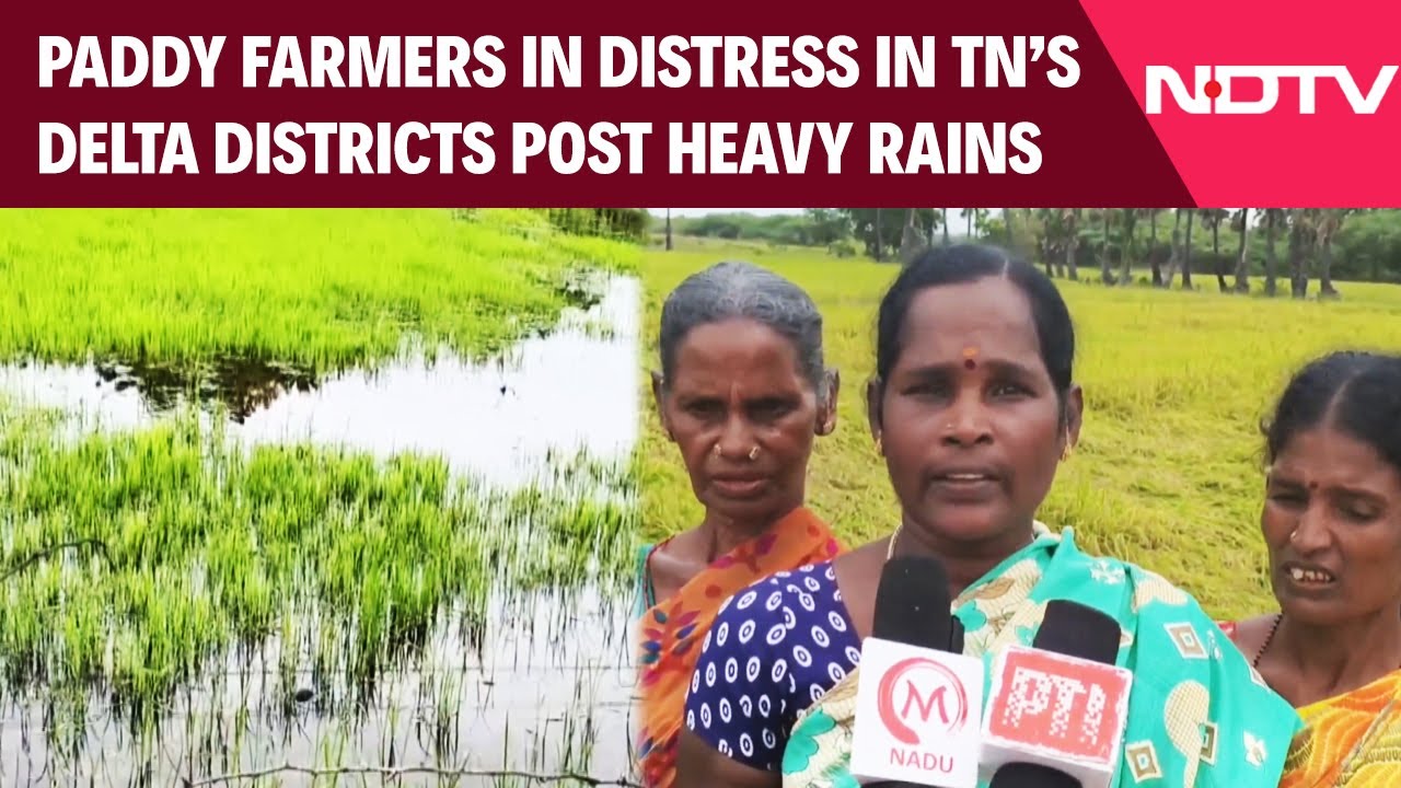 Tamil Nadu Rains | TN Paddy Farmers In Distress As Heavy Rains Submerge Crops Amid Poor Drainage