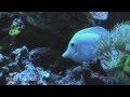 Casper the white tang at world wide corals orlando florida