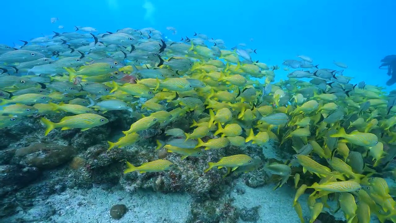 Diving in Providencia