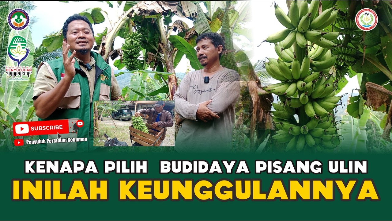 KENAPA PILIH BUDIDAYA PISANG ULIN? INILAH KEUNGGULANNYA...!!!