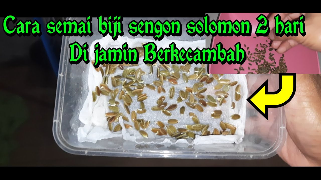 cara semai biji sengon solomon cepat tumbuh