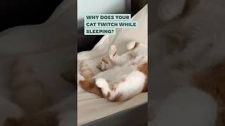 Famous Why do cats twitch when they are sleeping? 🤭 #cats #shorts Profile