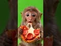 Cute baby monkey eating pizza 🍕 #asmr #eating #monkey