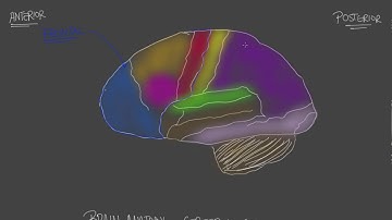 Brain Anatomy Cerebral Cortex 1