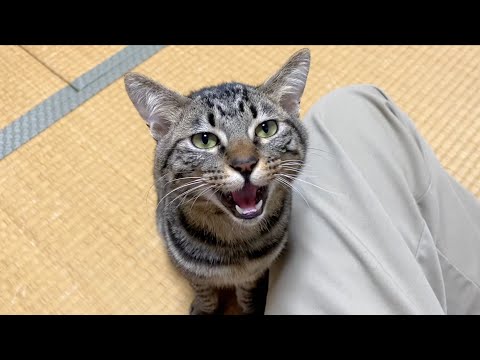 Announcement] Regarding Fuku-chan - YouTube