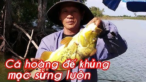 Hành Trình Câu Cá Hoàng Đế Và Con Cá khủng Hồ Trị An Đồng Nai | ĐỈNH TRÀ VINH TV #54