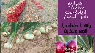 اهم اربع معاملات لزيادة حجم رأس البصل واهم المعاملات للبصل قبل الجمع ٣/٢٠٢١ تجنبا للعفن  فى التخزين