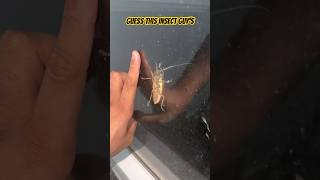 Guess this insect name - Rare Longhorn Beetle Found at Night | Amazing Insect Close-Up
