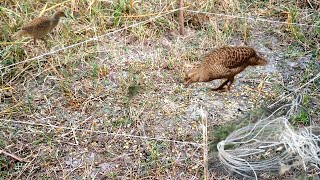 teetar pakadne ka jaal kaise lagaye | grey francolin catching | wild bird catching in net