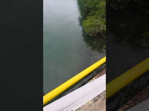 Miniatura do vídeo: pescarias Barra da tijuca
