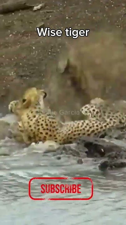 tiger vs Crocodile who will win? #asmr #crocodile #tiger #fighting #