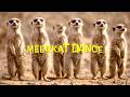 【VOCALOID】Meerkat Dance【音街ウナ&歌愛ユキ&初音ミク&GUMI&flower】