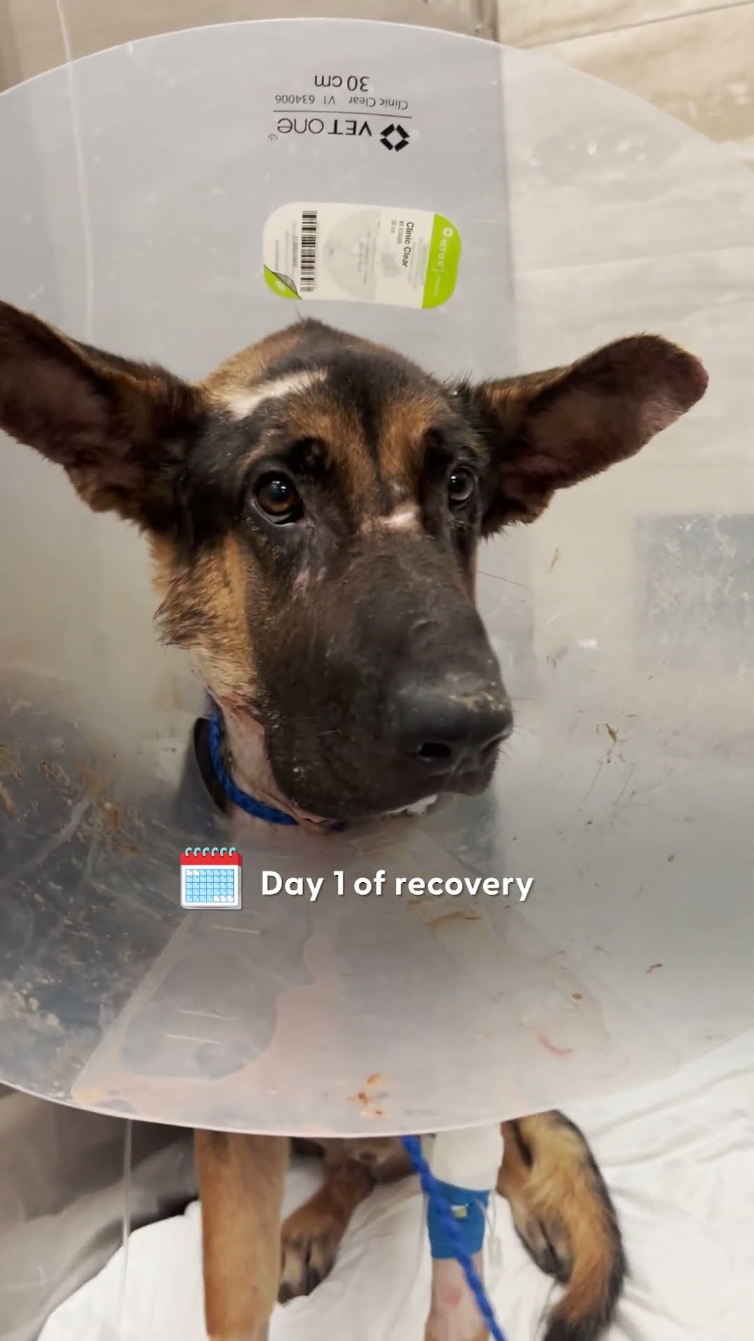 Swollen Puppy Dumped At The ER Is Looking For A Home! | The Dodo