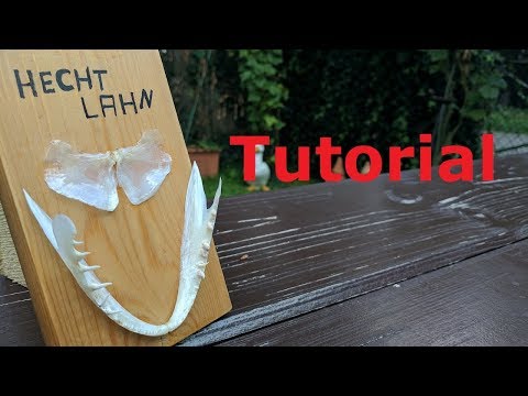 Hechtgebiss präparieren - Tutorial und Anleitung - Hechtpräparat selbst machen