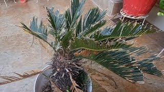 Propagation of Cycas Plant || Treat Your Drying Cycas Like THIS || Fun Gardening