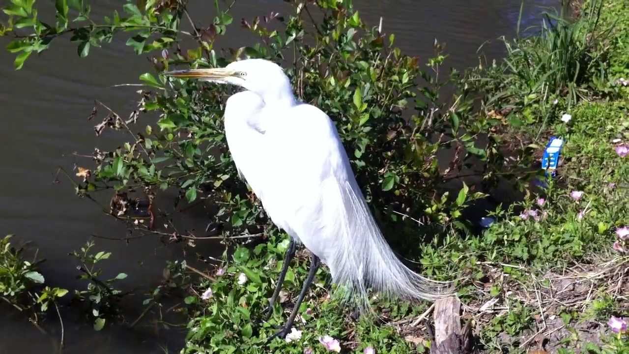 White Crane at Park - YouTube